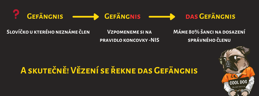 členy střední rod